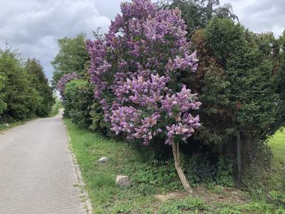 Ferienwohnung für 2 Personen (30 m²) in Gollwitz Insel Poel 10/10