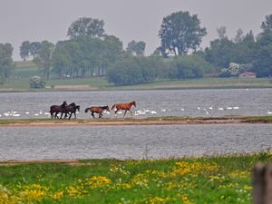 23853382-Ferienwohnung-2-Gollwitz Insel Poel-300x225-3