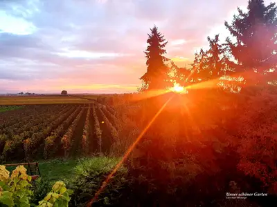 Blick in die Weinreben und Garten