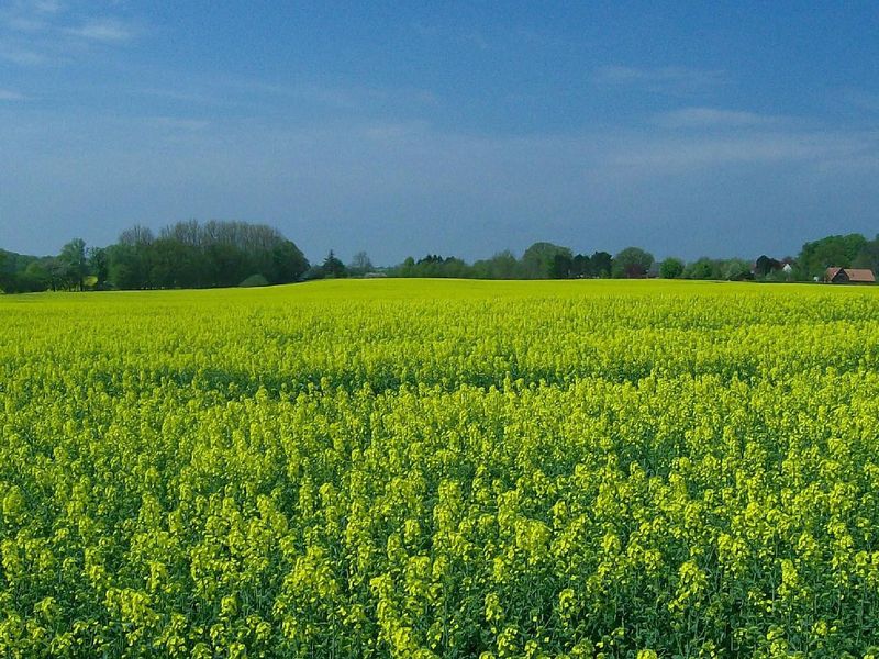 22806375-Ferienwohnung-3-Goosefeld-800x600-1