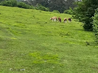 Ferienwohnung für 4 Personen (76 m²) in Görtschach 8/10