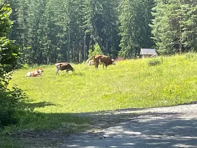 Ferienwohnung für 4 Personen (76 m²) in Görtschach 10/10
