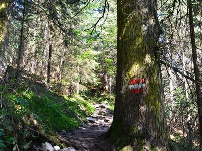 Wanderweg zur Zwieselalm