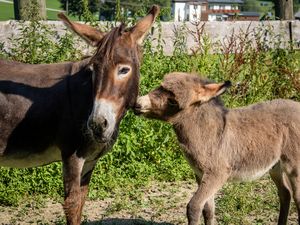 23286063-Ferienwohnung-5-Gosau-300x225-3