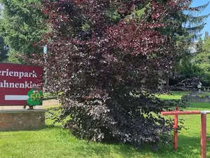 Ferienwohnung für 4 Personen (65 m²) in Goslar-Hahnenklee