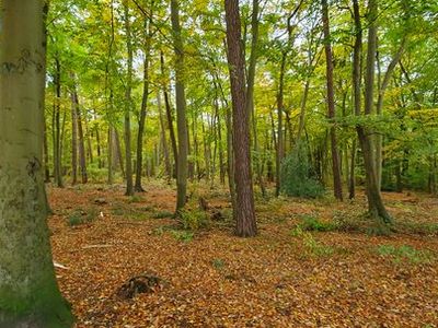 Ferienwohnung für 4 Personen (63 m²) in Graal-Müritz (Ostseeheilbad) 7/10