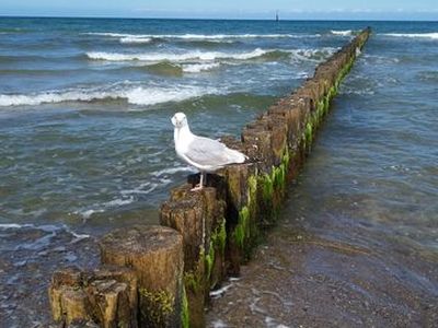 Ferienwohnung für 2 Personen (40 m²) in Graal-Müritz (Ostseeheilbad) 9/10