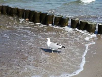 Ferienwohnung für 3 Personen (46 m²) in Graal-Müritz (Ostseeheilbad) 4/10