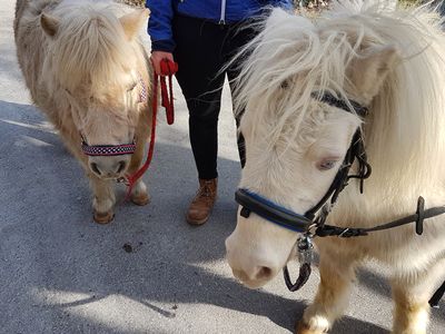 Ponies Valtlhof