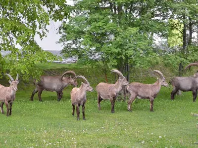 Gäste am frühen Morgen ung. 50 Metern von die Terrasse entfernt