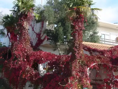 Ferienwohnung für 2 Personen (22 m²) in Gradac (Split-Dalmatien) 2/10