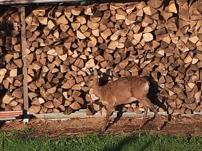 Unser  tgl. Besuch