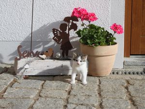 18091383-Ferienwohnung-5-Grafenau-300x225-4