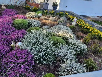 Vorgarten im Frühjahr