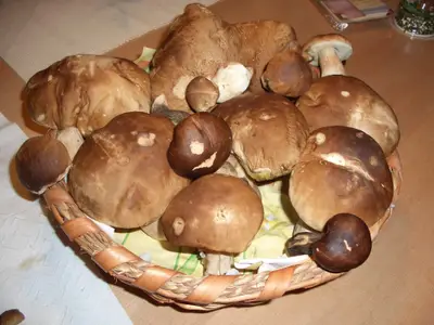Schwammerlglück.JPG