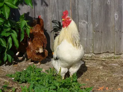 glückliche Hühner.jp