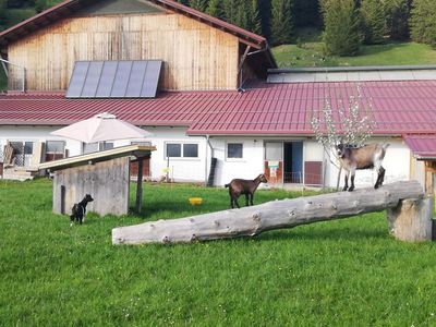 Ferienwohnung für 4 Personen (49 m²) in Grän 5/10