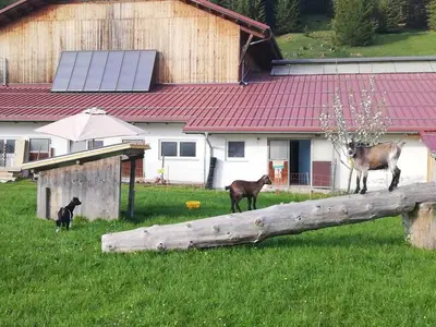 Ferienwohnung für 4 Personen (49 m²) in Haldensee 5/10