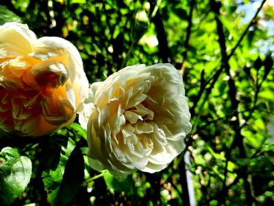 Rosen im Garten