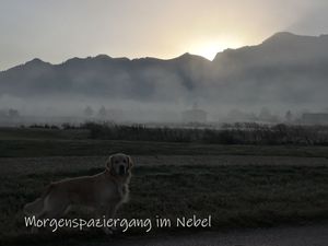 Morgenspaziergang im Nebel