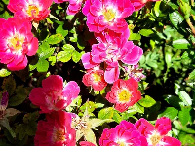 Blumen im Garten