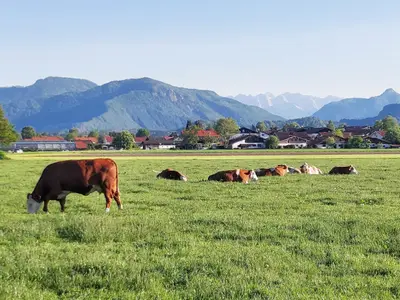 Ausblick vom Maschtlhof mit unseren Kühen