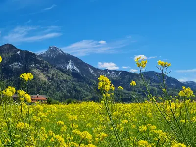 Rapsblüte