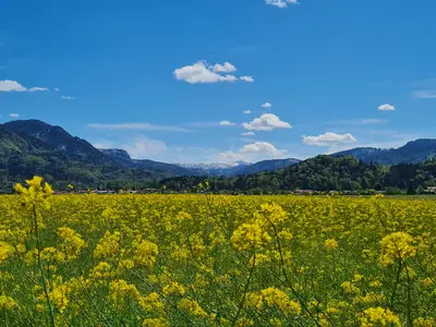 Rapsblüte