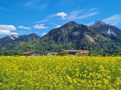 Rapsblüte mit Hochgern
