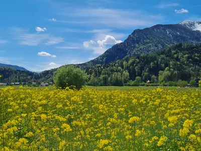 Rapsblüte