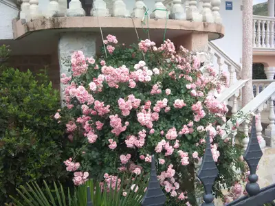 Ferienwohnung für 6 Personen (56 m²) in Grebaštica 3/10