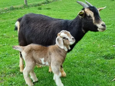 Ferienwohnung für 2 Personen (25 m²) in Greven (Nordrhein-Westfalen) 3/10