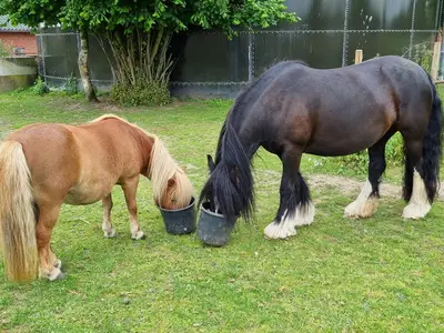 Ferienwohnung für 2 Personen (25 m²) in Greven (Nordrhein-Westfalen) 9/10