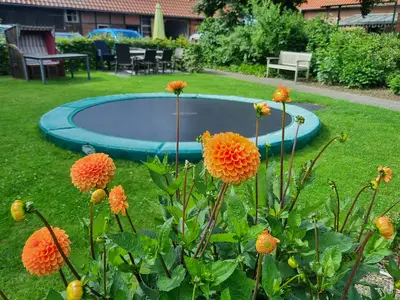 Dahlien mit Blick aufs Trampolin