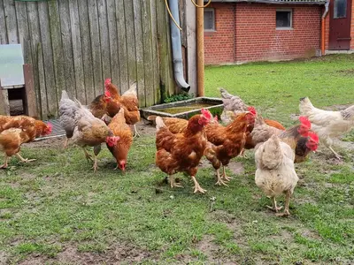 Unsere Hühner