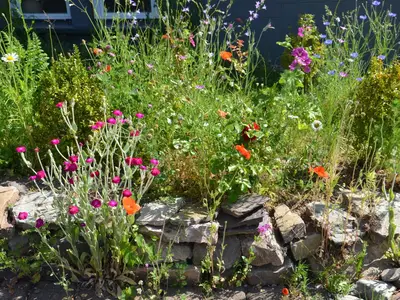 Landhaus Grimburg, Grimburg, Garten Blumen