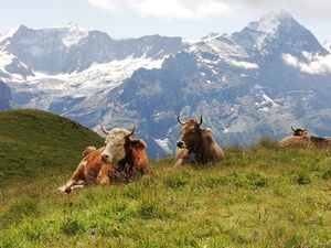 22320707-Ferienwohnung-2-Grindelwald-300x225-3