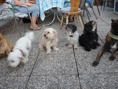3-Hunde-Biobauernhof-Greiml-im-Naturpark-Sölktäler