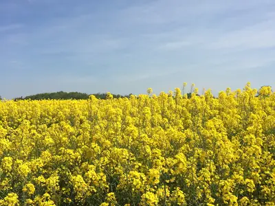 Ferienwohnung für 4 Personen (60 m²) in Lensterstrand 9/10