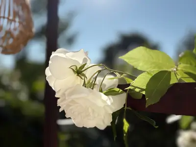 Ferienwohnung für 3 Personen (35 m²) in Grömitz 7/10