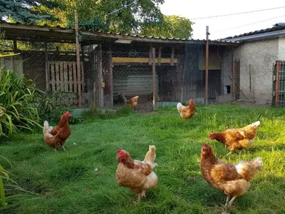 Ferienwohnung für 4 Personen (50 m²) in Groß Kordshagen 4/10