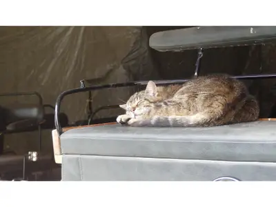 Ruhe für den Kater