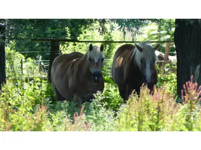 Haflinger