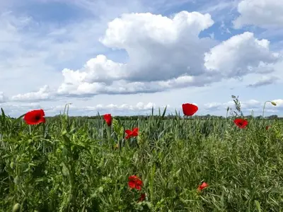 Ferienwohnung für 8 Personen (200 m²) in Groß Schwansee 10/10