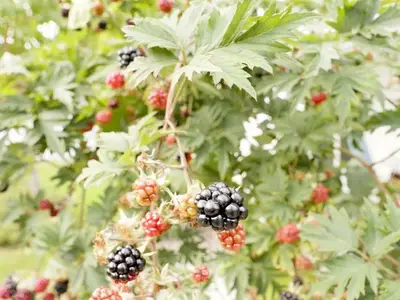 Ferienwohnung für 8 Personen (127 m²) in Groß Schwansee 8/10