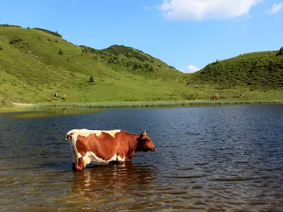 Almgebiet Grossarl