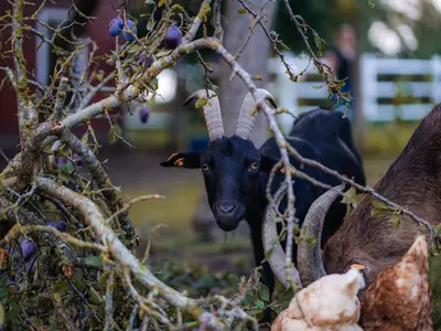 Ferienwohnung für 2 Personen (40 m²) in Großenbrode 10/10