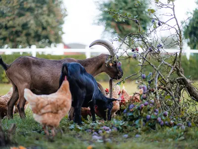 Ferienwohnung für 4 Personen (55 m²) in Großenbrode 9/10