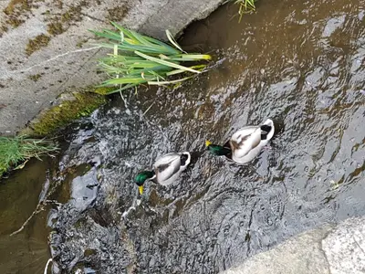 Ferienwohnung für 10 Personen (150 m²) in Großschönau 7/10