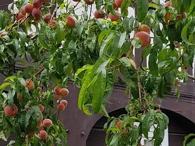 Ferienwohnung für 10 Personen (150 m²) in Großschönau 8/10